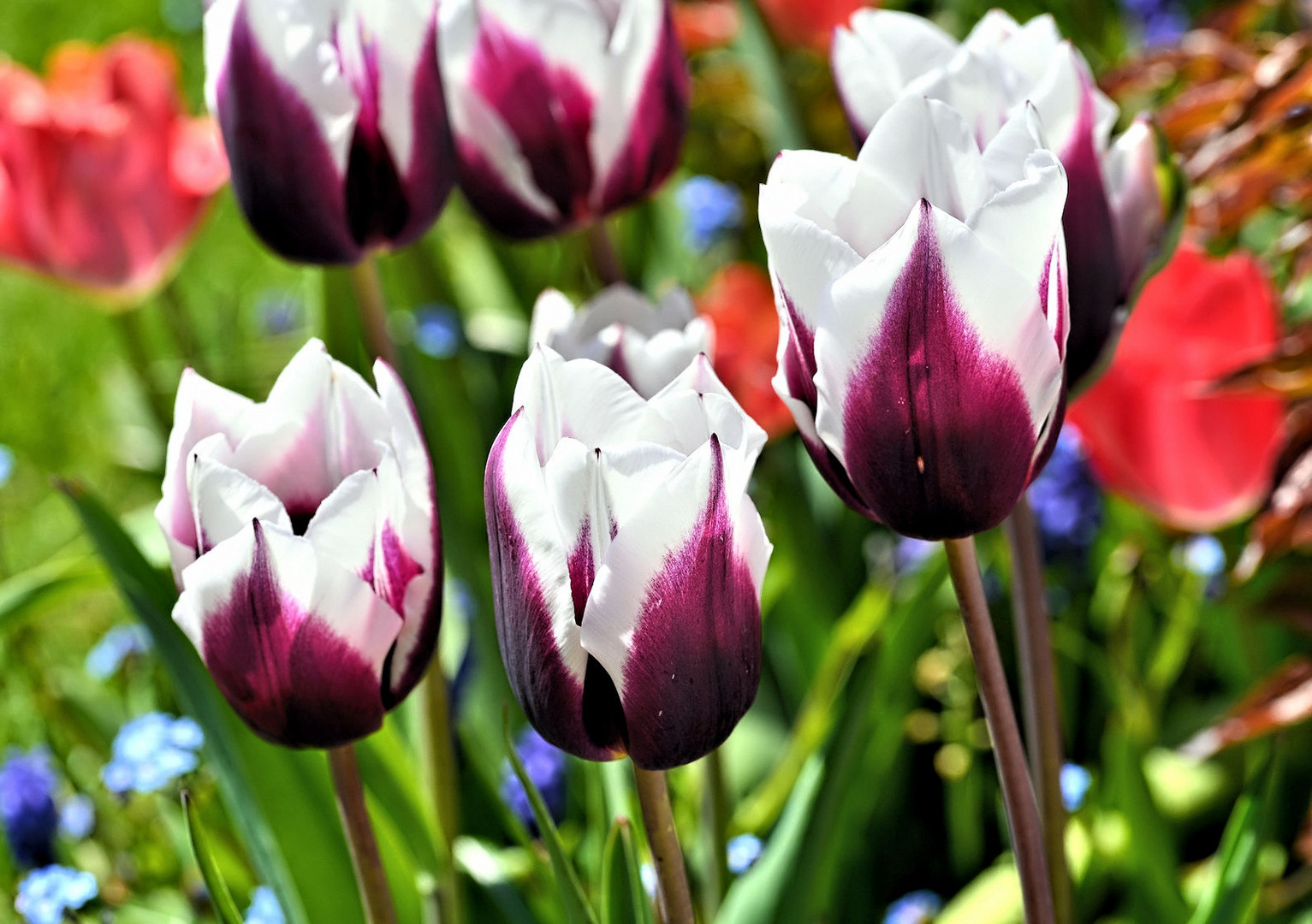 Tulpen_1