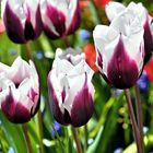 Tulpen_1