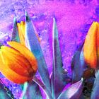 Tulpen_2