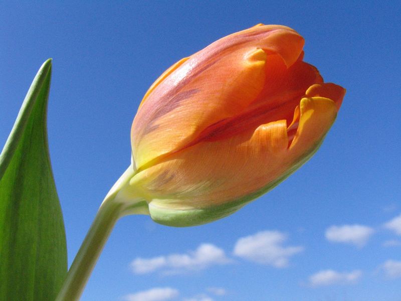 Tulpen2