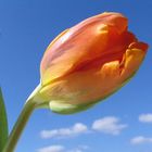 Tulpen2