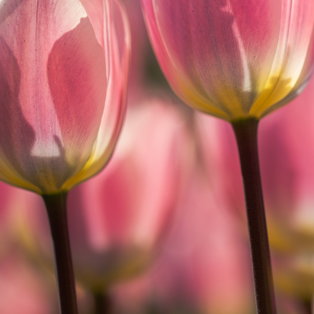 Tulpen2