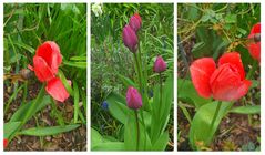 Tulpen_250423_3