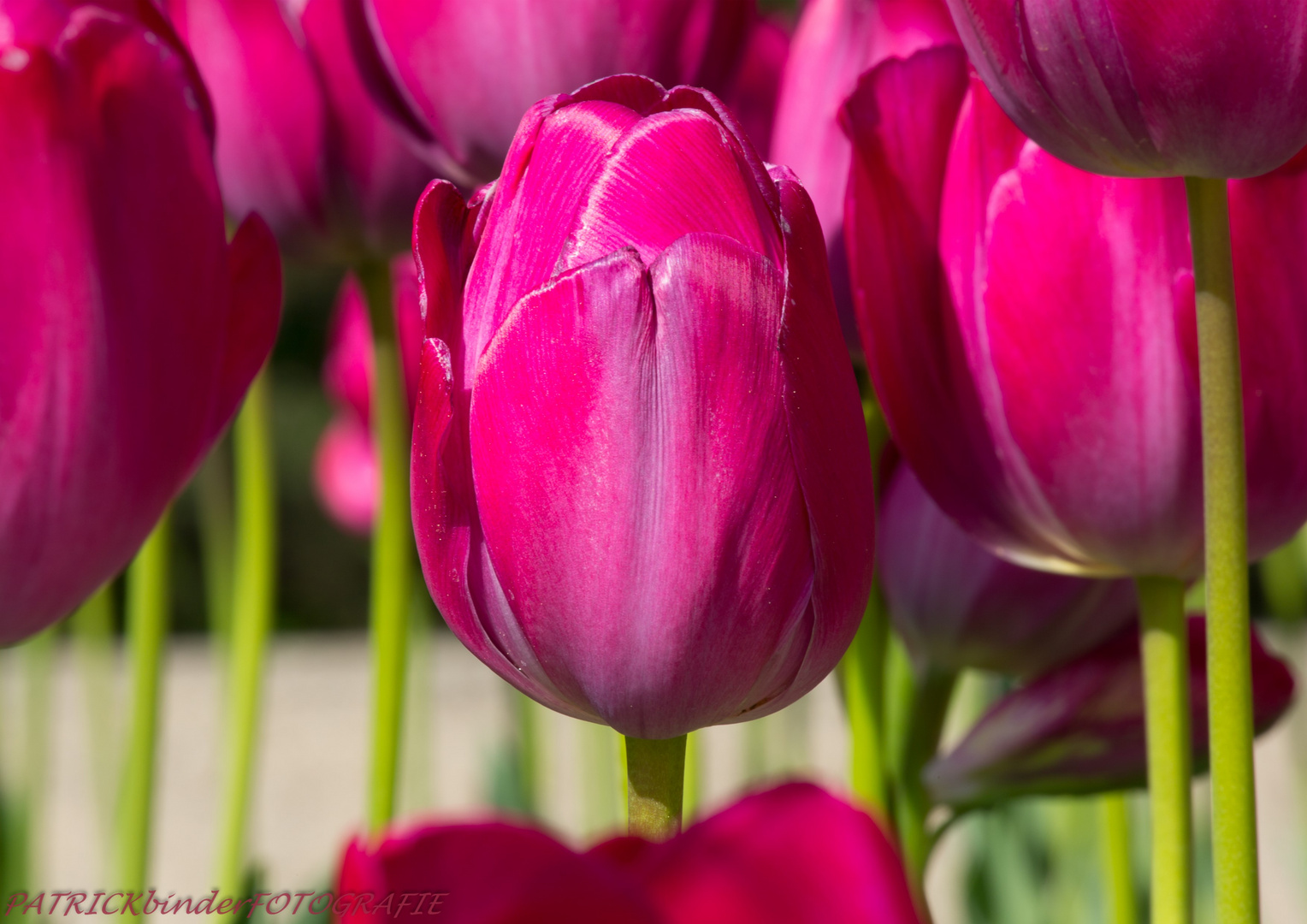 Tulpen....3