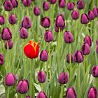 Tulpen_7358