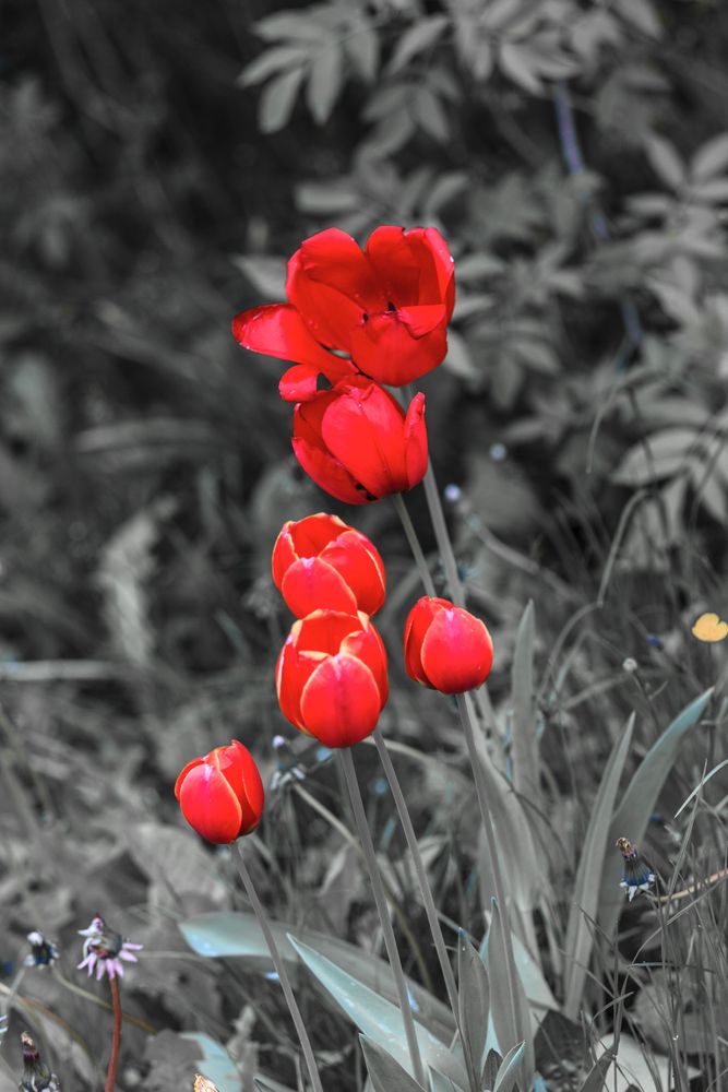 Tulpenabordnung