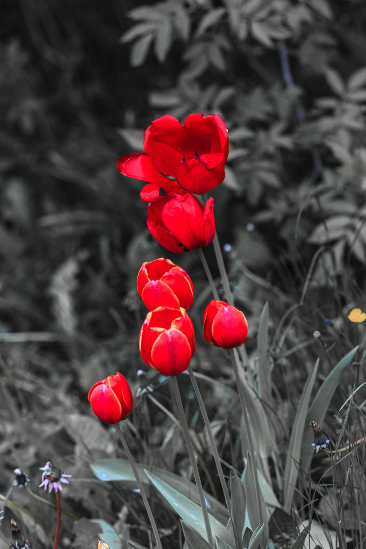 Tulpenabordnung