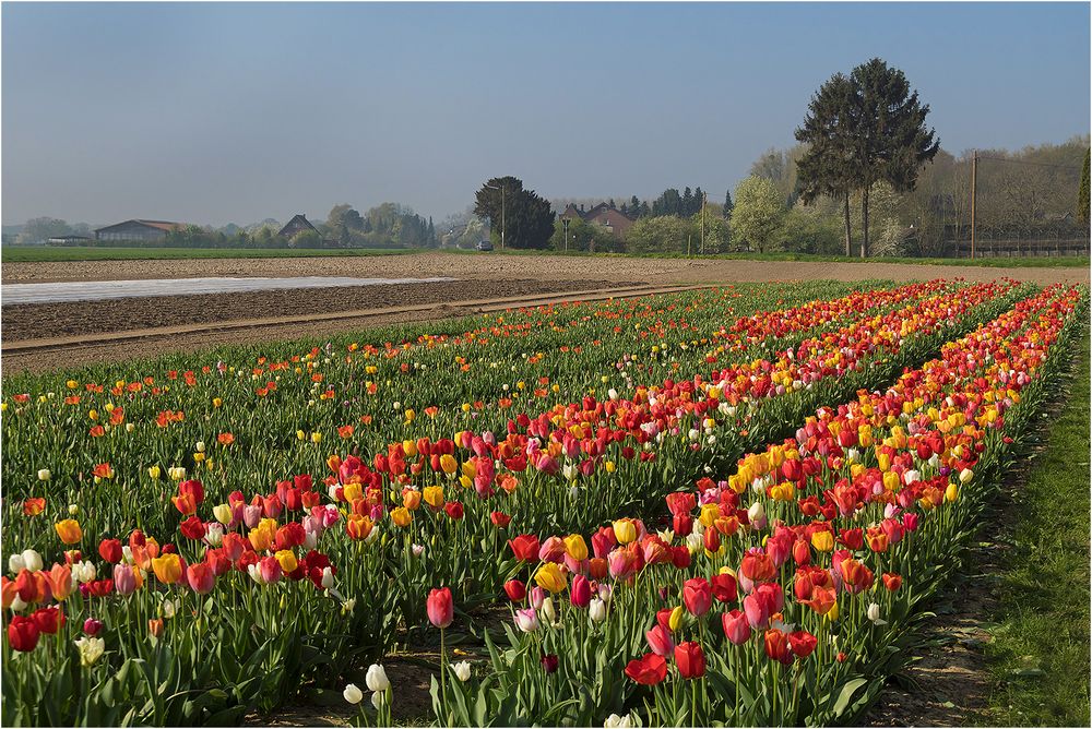 Tulpenanbau am Niederrhein