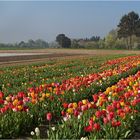 Tulpenanbau am Niederrhein