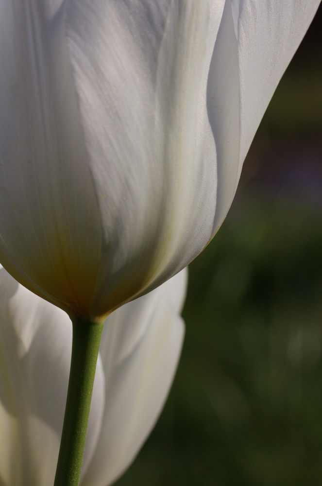 Tulpenansicht