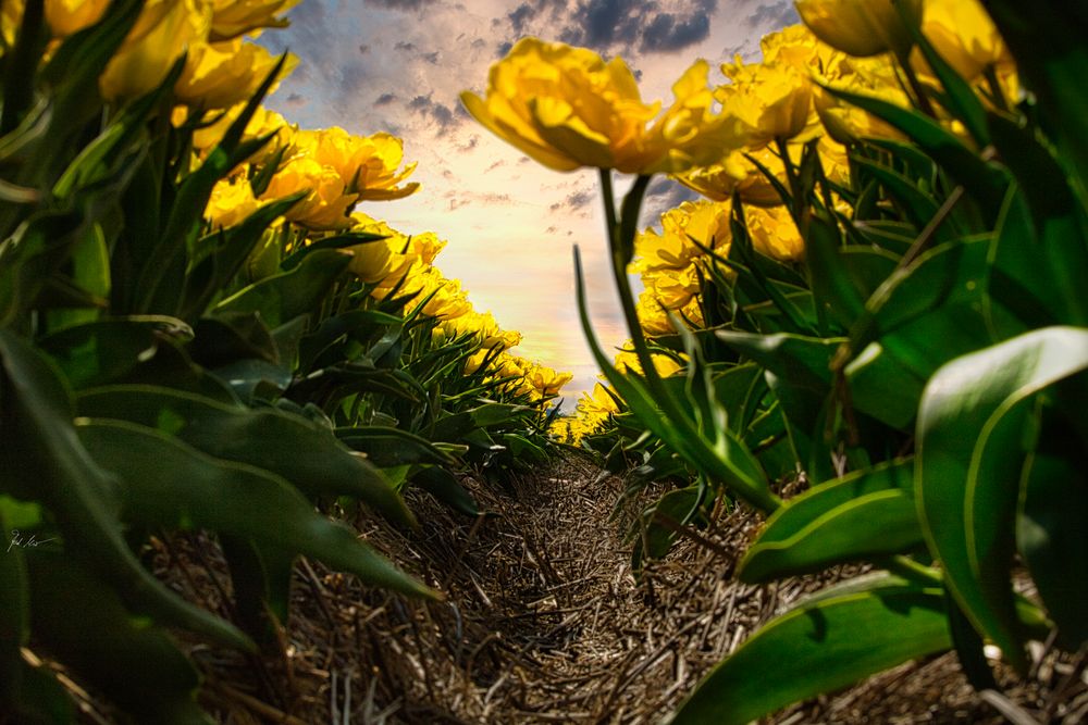 Tulpenarmee  /  Tulip Army