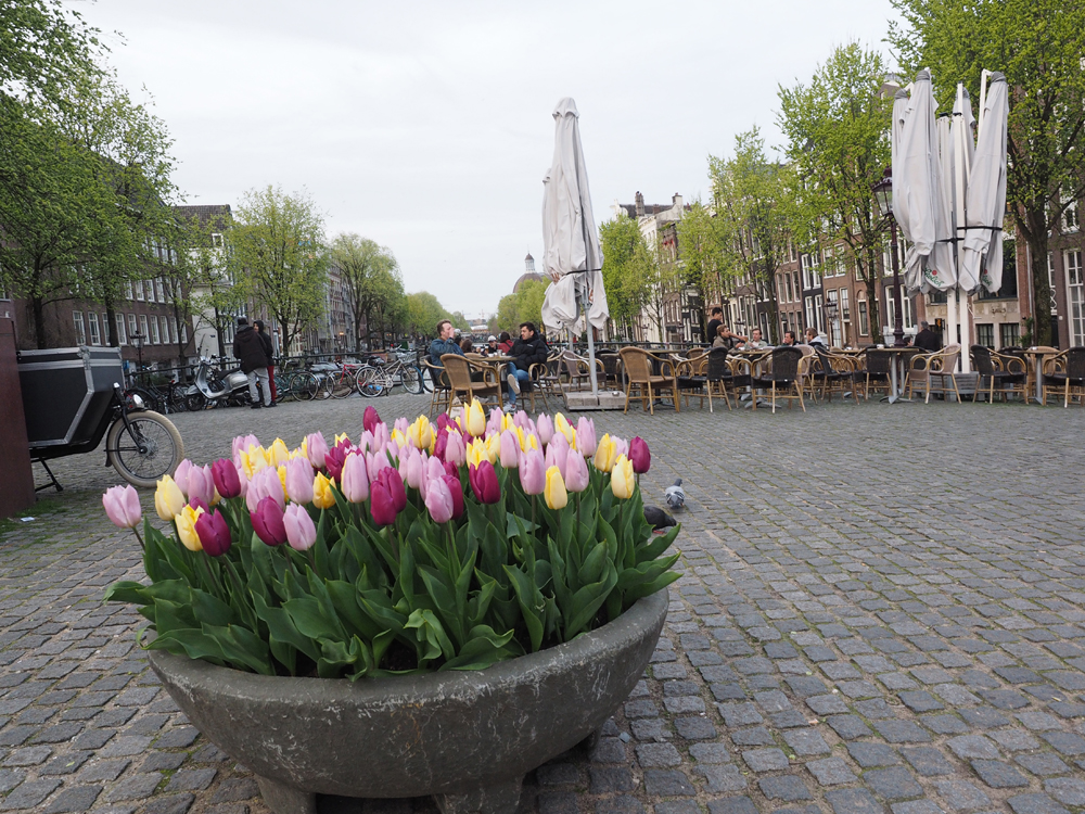 tulpen_aus_amsterdam