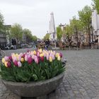 tulpen_aus_amsterdam