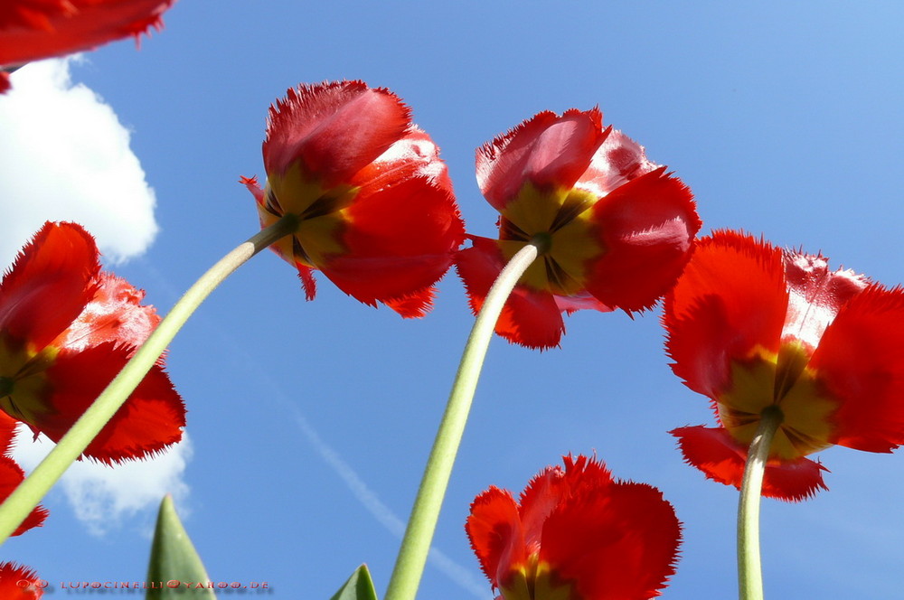 Tulpenbäume...