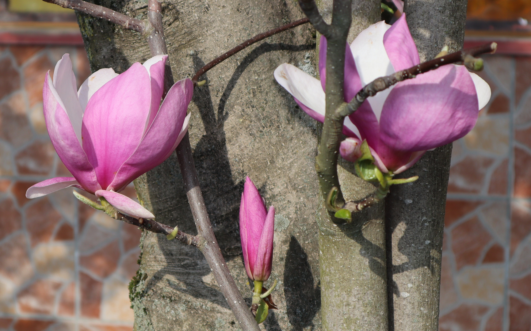 Tulpenbaum