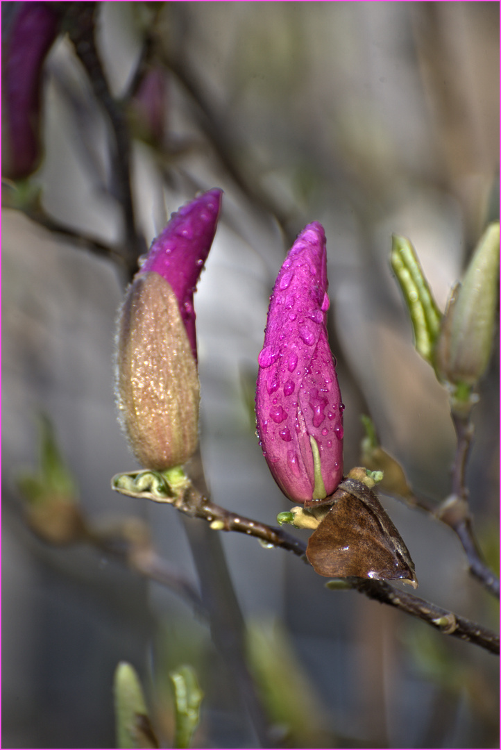 Tulpenbaum 