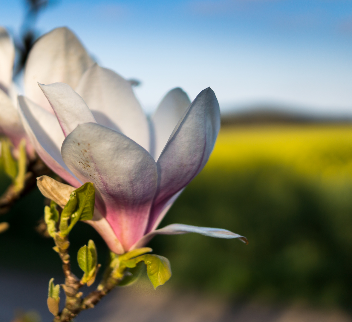 Tulpenbaum