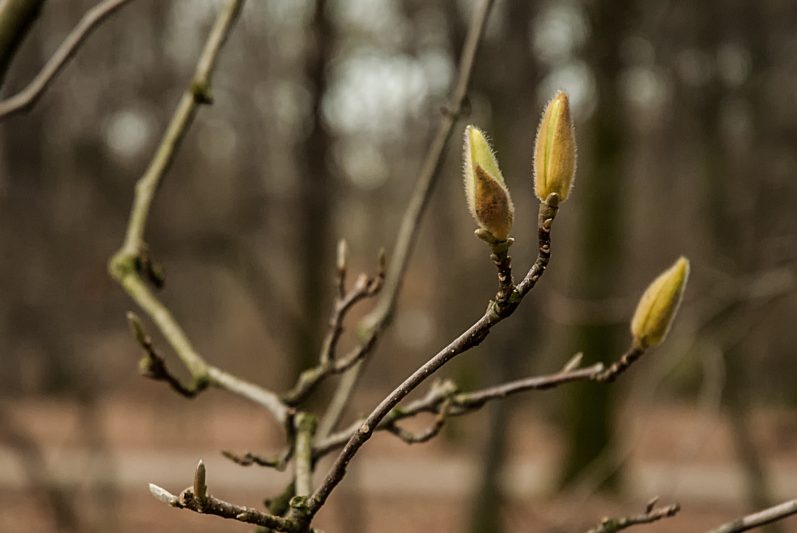 Tulpenbaum