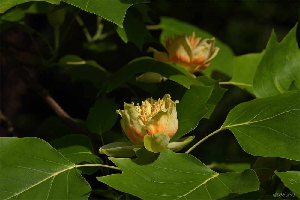 Tulpenbaum