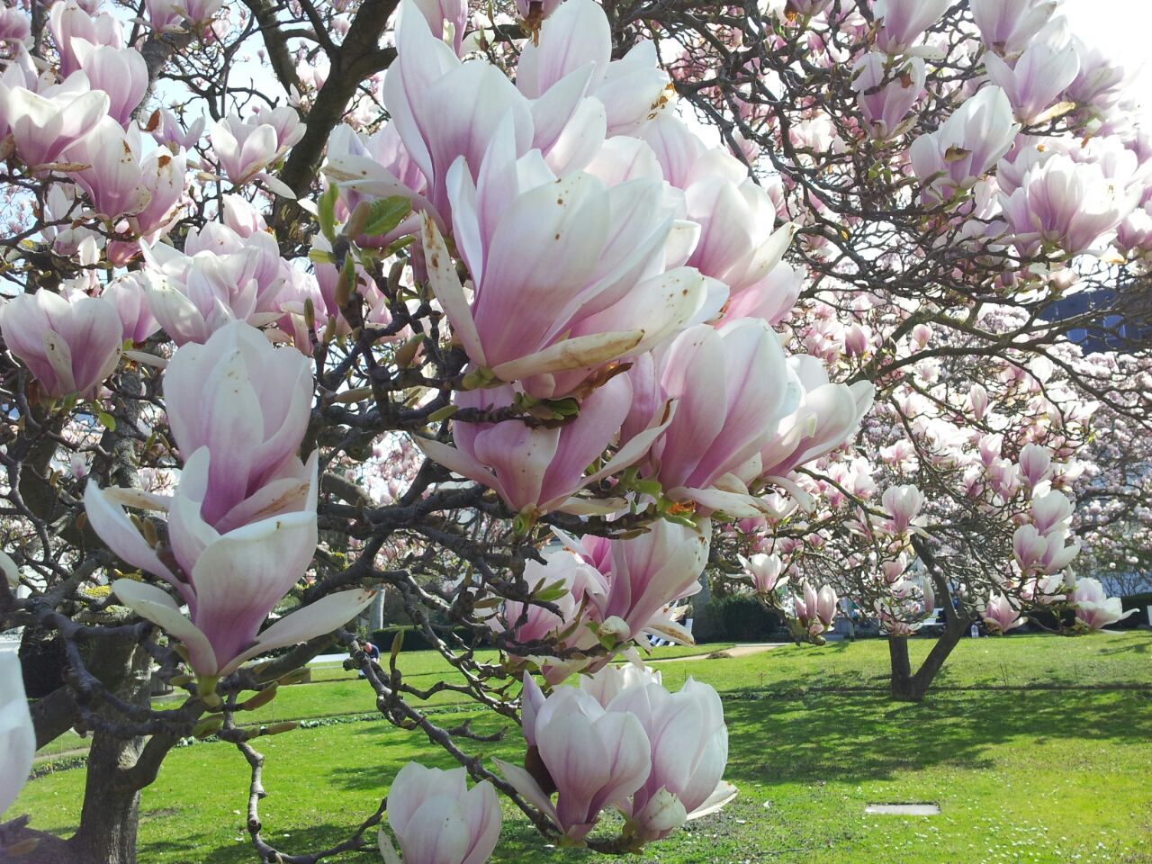 Tulpenbaum