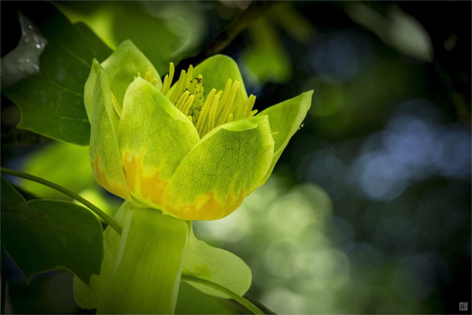 Tulpenbaum