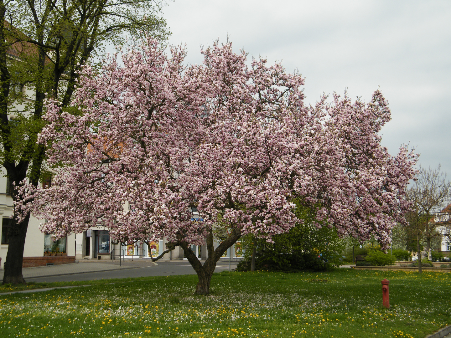 Tulpenbaum