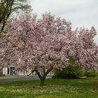 Tulpenbaum