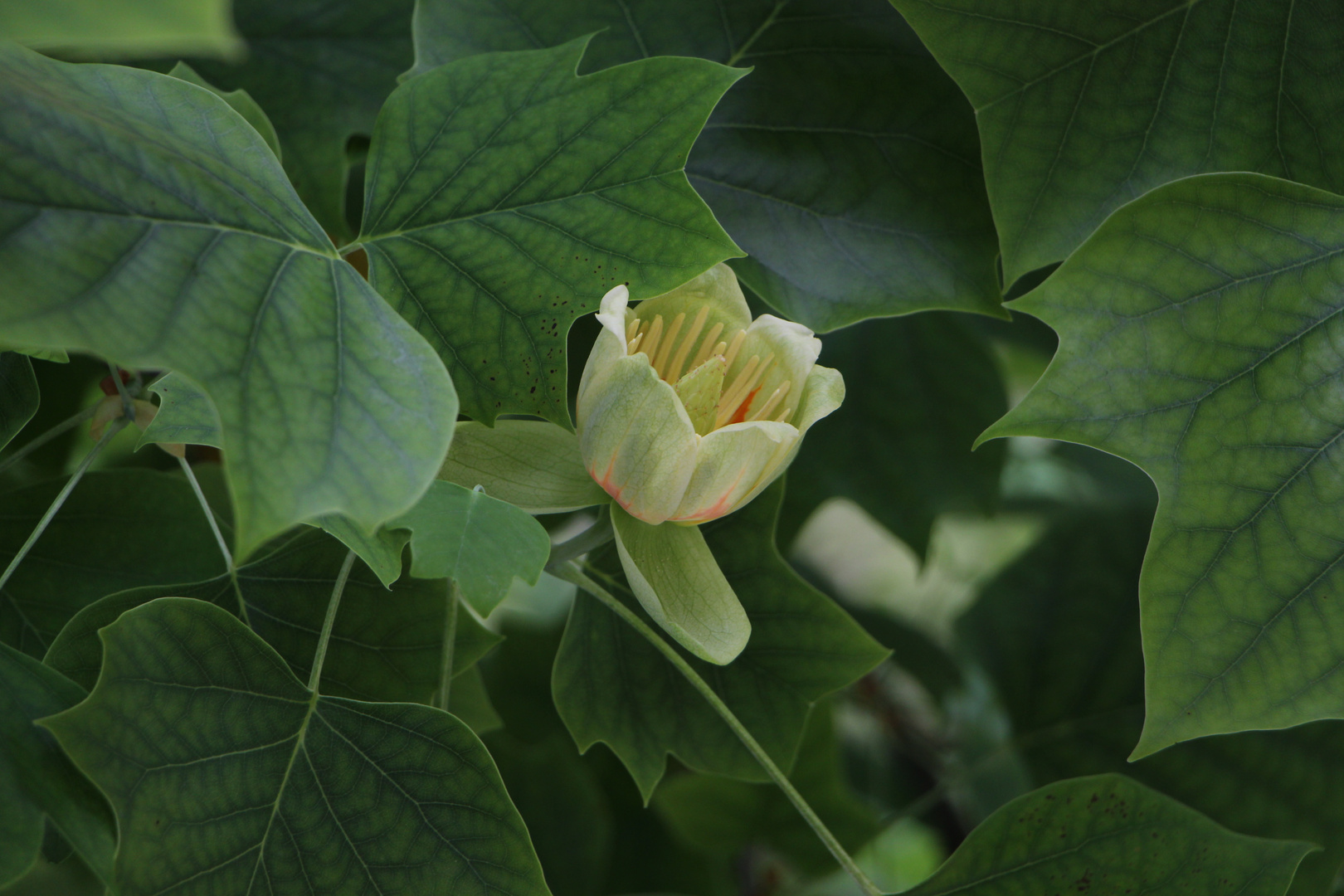 Tulpenbaum blüht zum ersten Mal