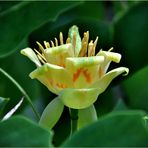 Tulpenbaum-Blüte