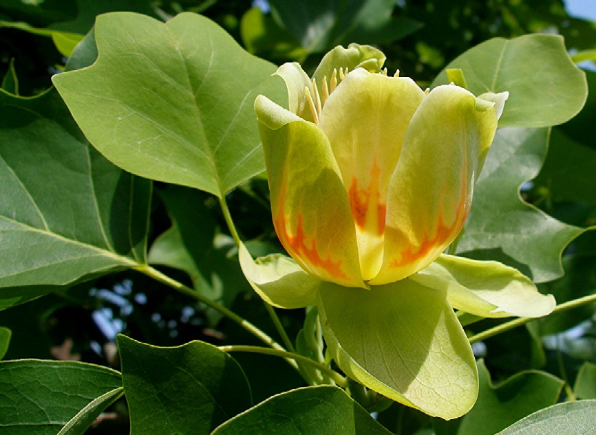 Tulpenbaum - Blüte