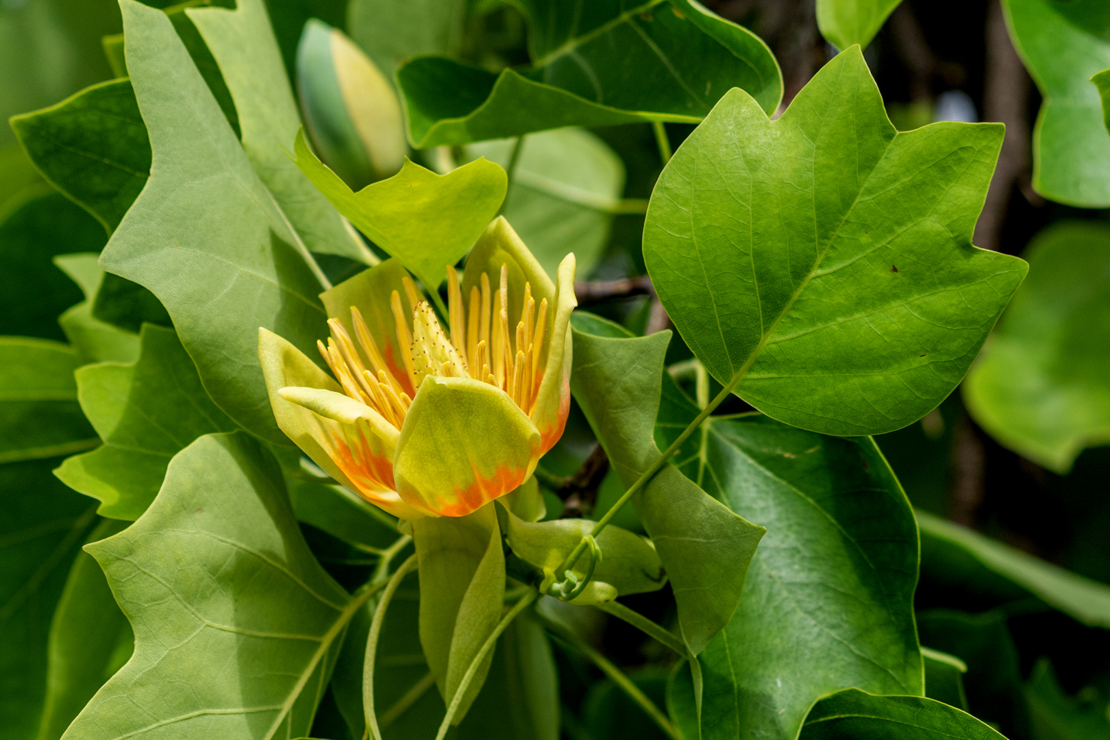 Tulpenbaum-Blüte