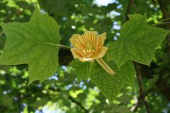 Tulpenbaum -Blüte-