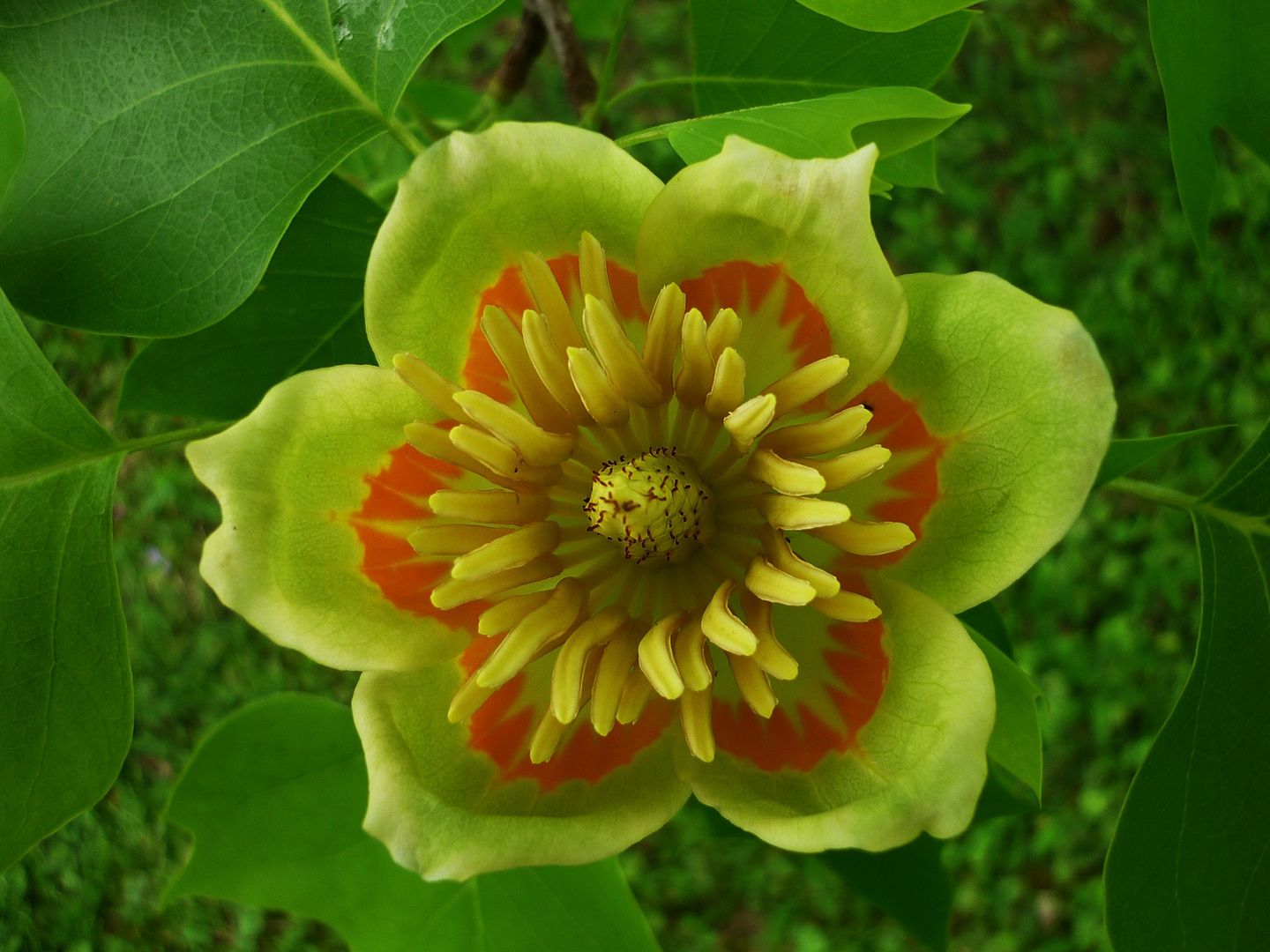 Tulpenbaum Blüte