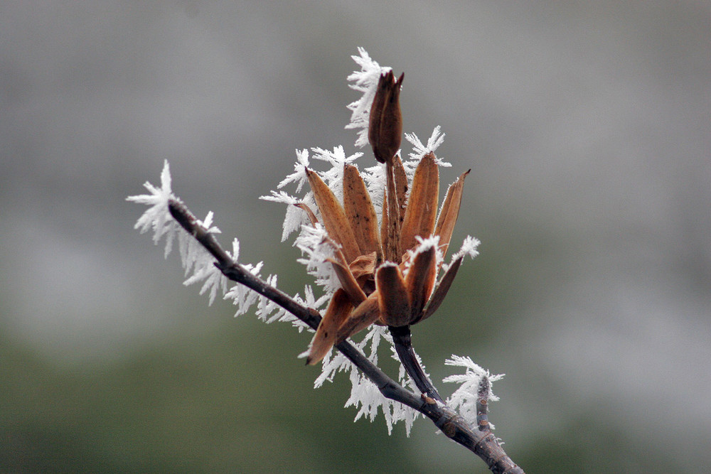 Tulpenbaum