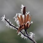 Tulpenbaum