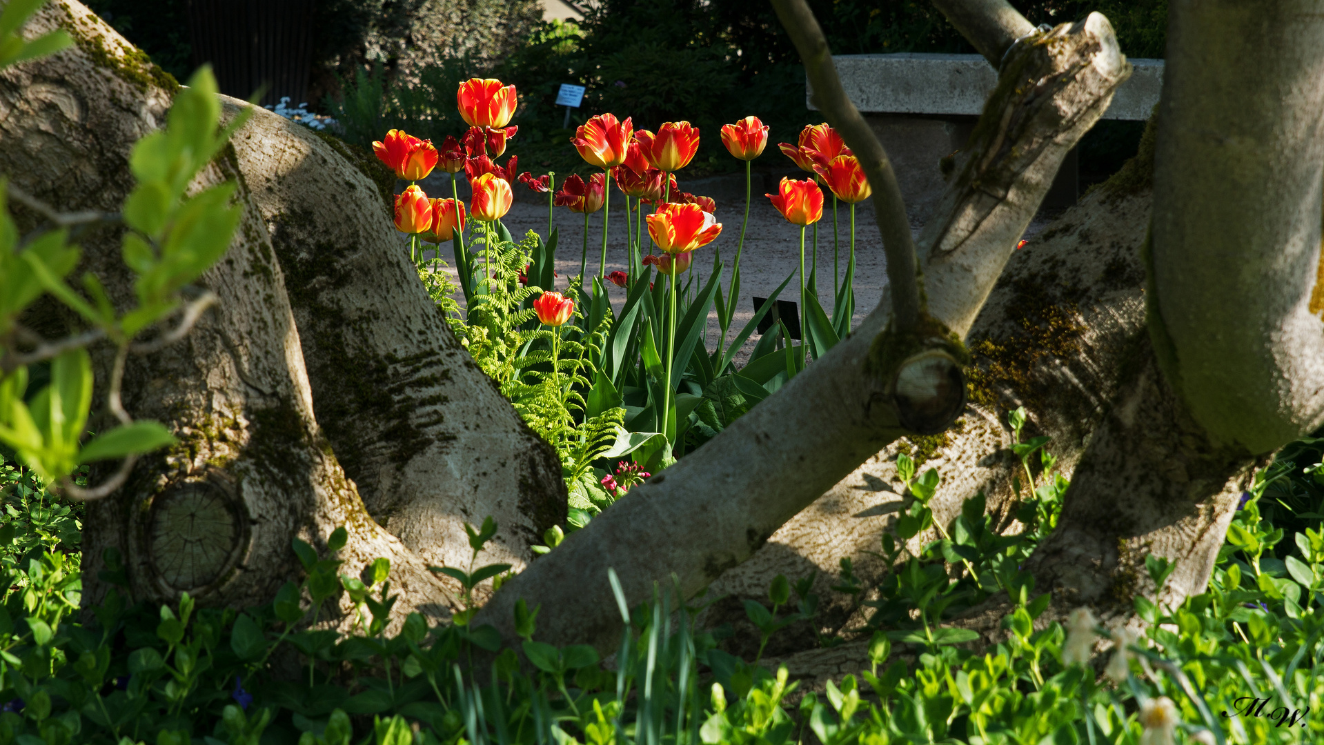 Tulpenbaum