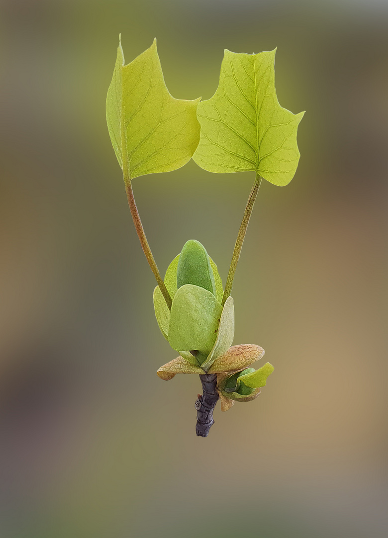 Tulpenbaum