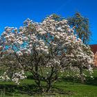 Tulpenbaum in Hamburg-Curslack