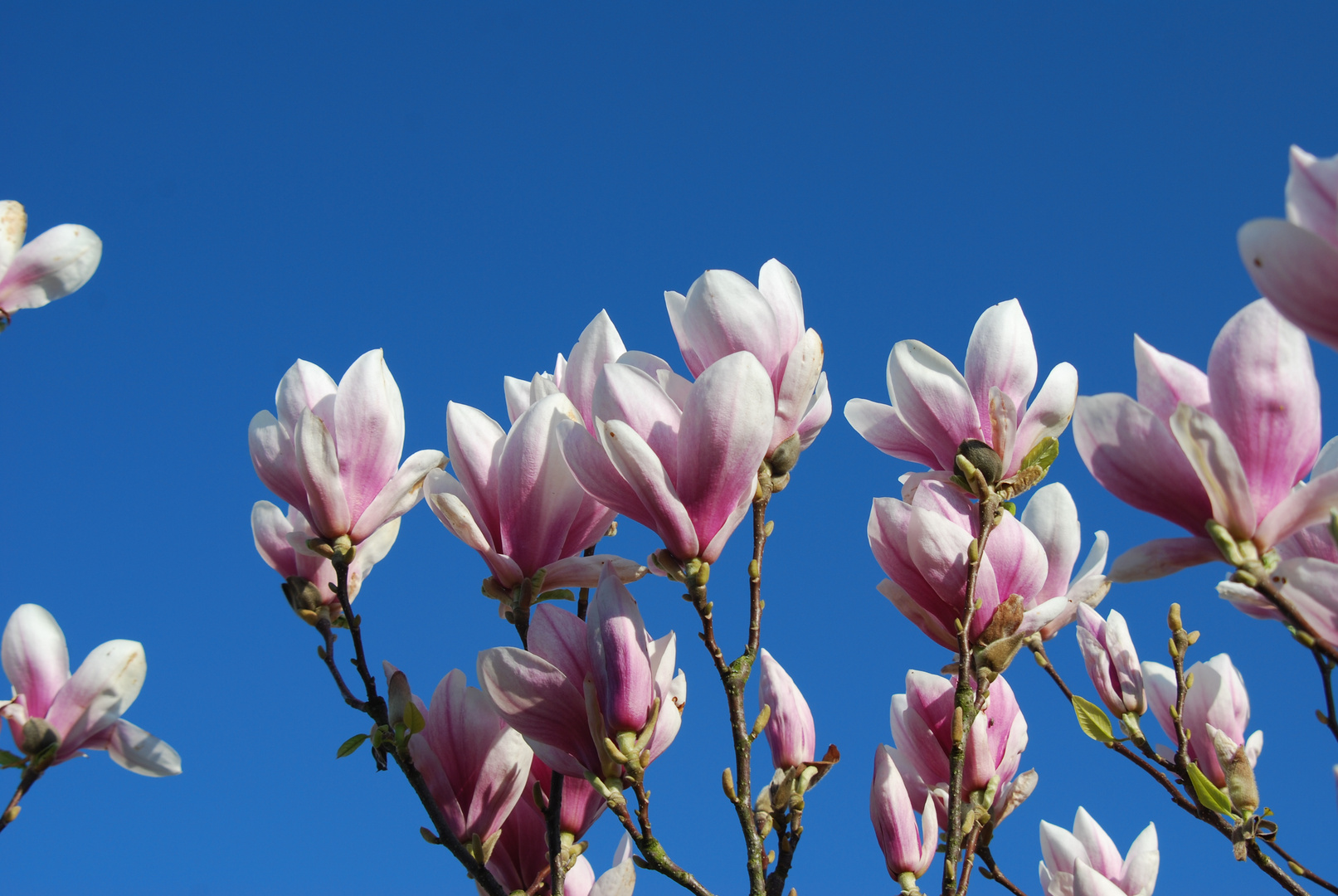 Tulpenbaum in voller Blüte