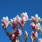 Tulpenbaum in voller Blüte