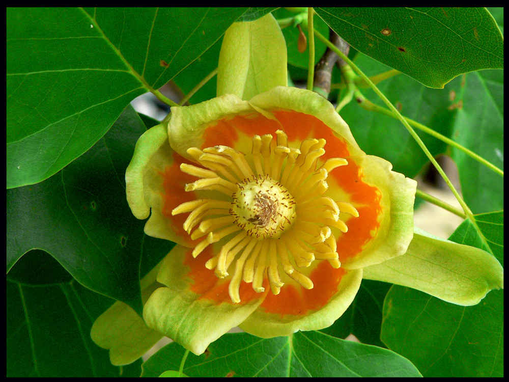 Tulpenbaum / Liriodendron