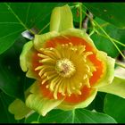 Tulpenbaum / Liriodendron