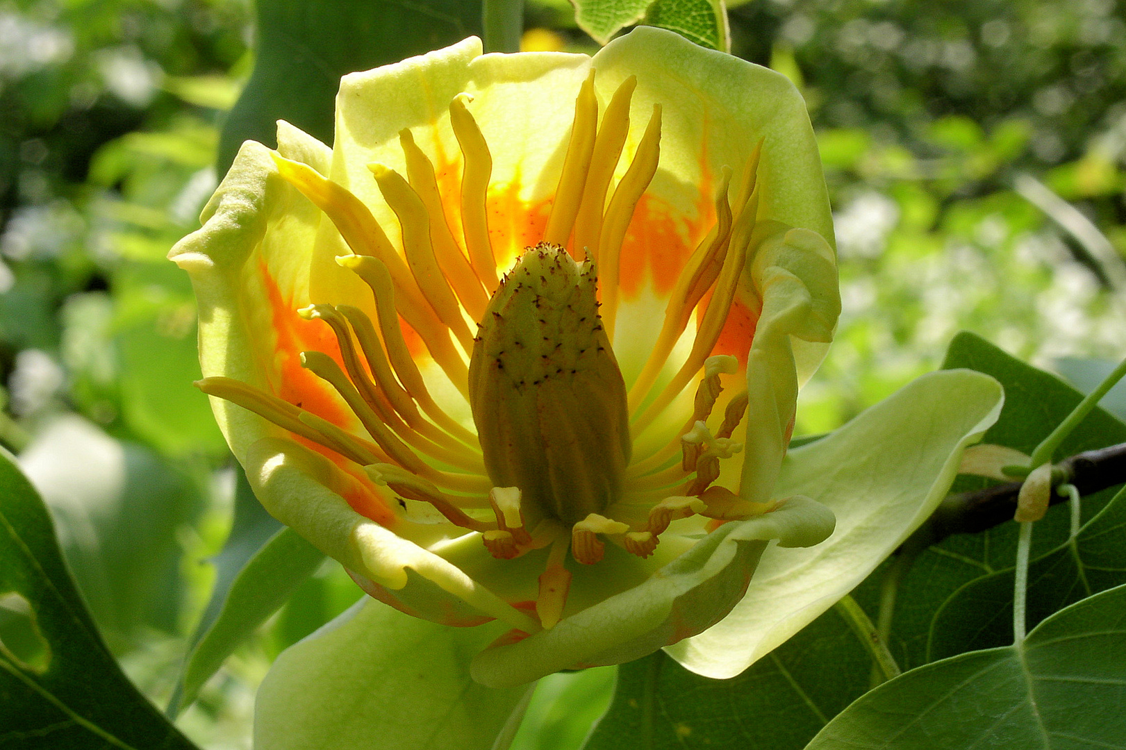 Tulpenbaum (Liriodendron tulipifera)