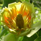 Tulpenbaum (Liriodendron tulipifera)