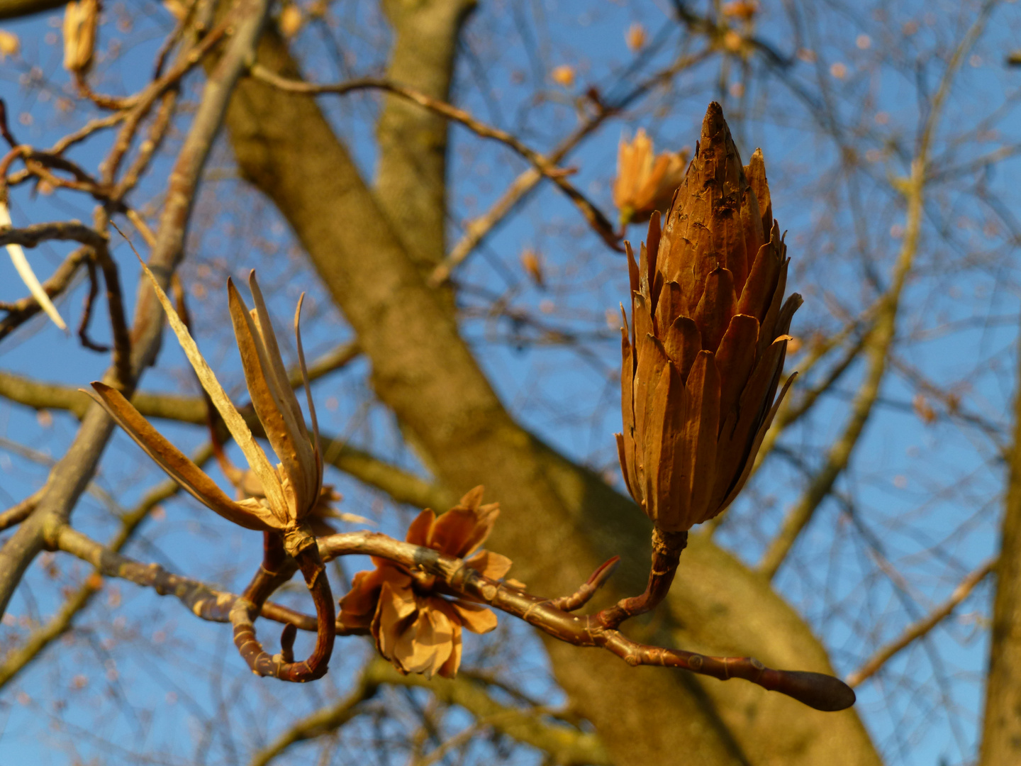 Tulpenbaum - Liriodendron tulipifera *