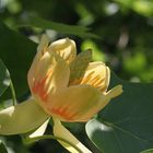 Tulpenbaum (Liriodendron tulipifera)