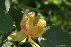 Tulpenbaum (Liriodendron tulipifera)