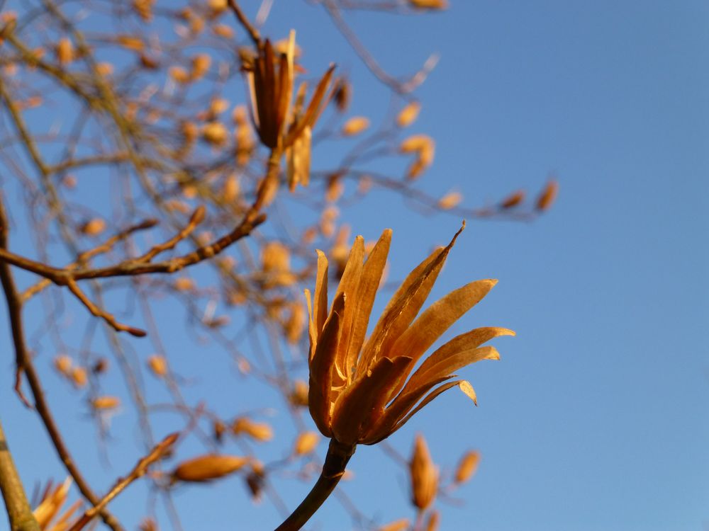 Tulpenbaum - Liriodendron tulipifera