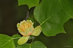 Tulpenbaum (Liriodendron tulipifera)