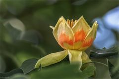 Tulpenbaum - Liriodendron tulipifera